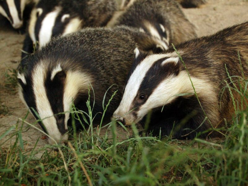 Rebel for the… Badgers? Animal Agriculture’s Lesser-Known Impact on Biodiversity