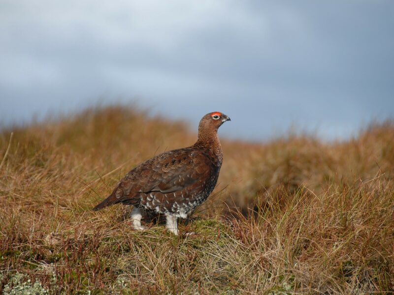 Animal Rebellion Prepares for a Terrifying Halloween — Climate Justice Movement Demonstrates Against Grouse Shooting