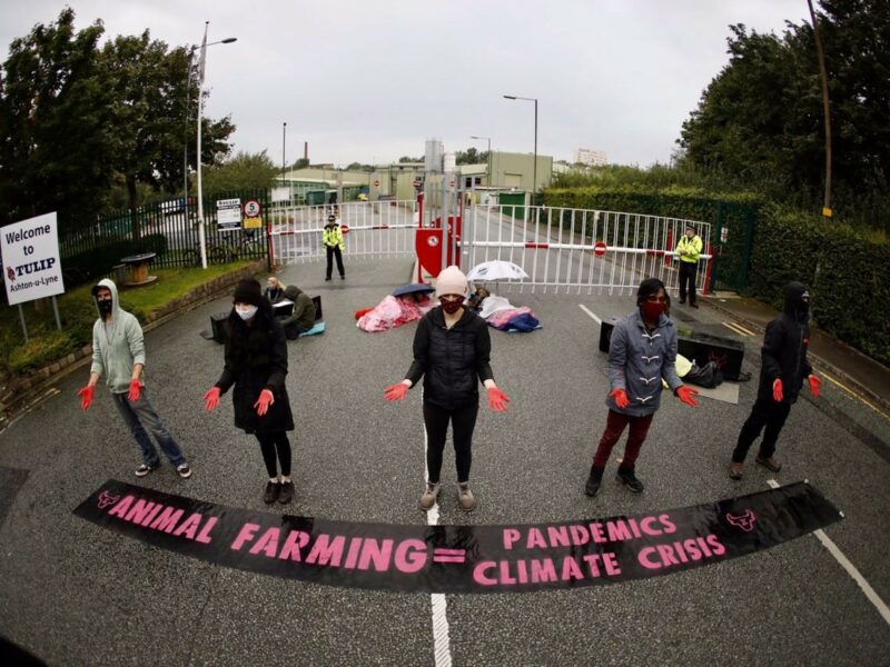 Why Animal Rebellion Shut Down a Slaughterhouse