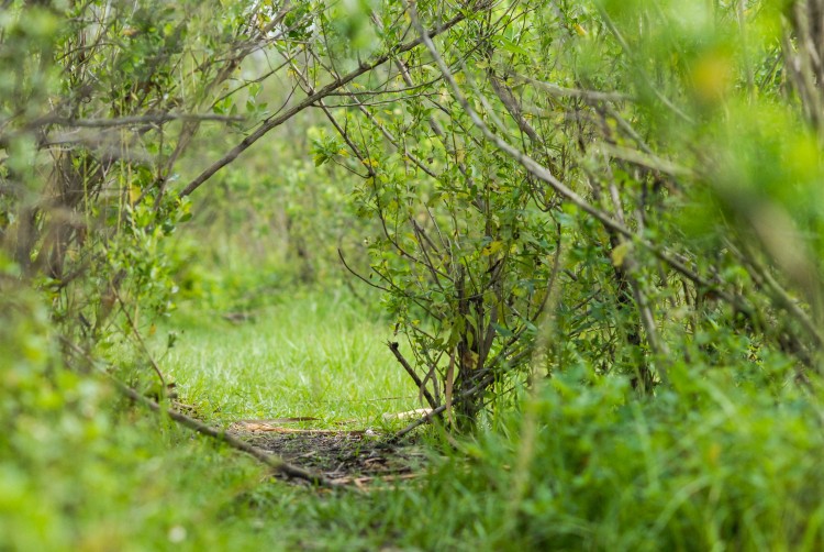 What Anti-speciesist Rewilding Looks Like — and How to Get There