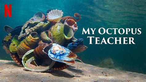 How does one octopus teach us to reconnect with animals?