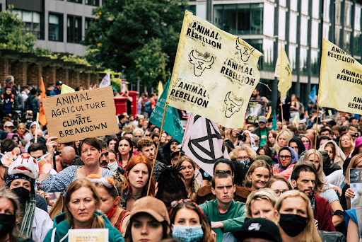 Animal Rebellion’s 2021 Roundup!