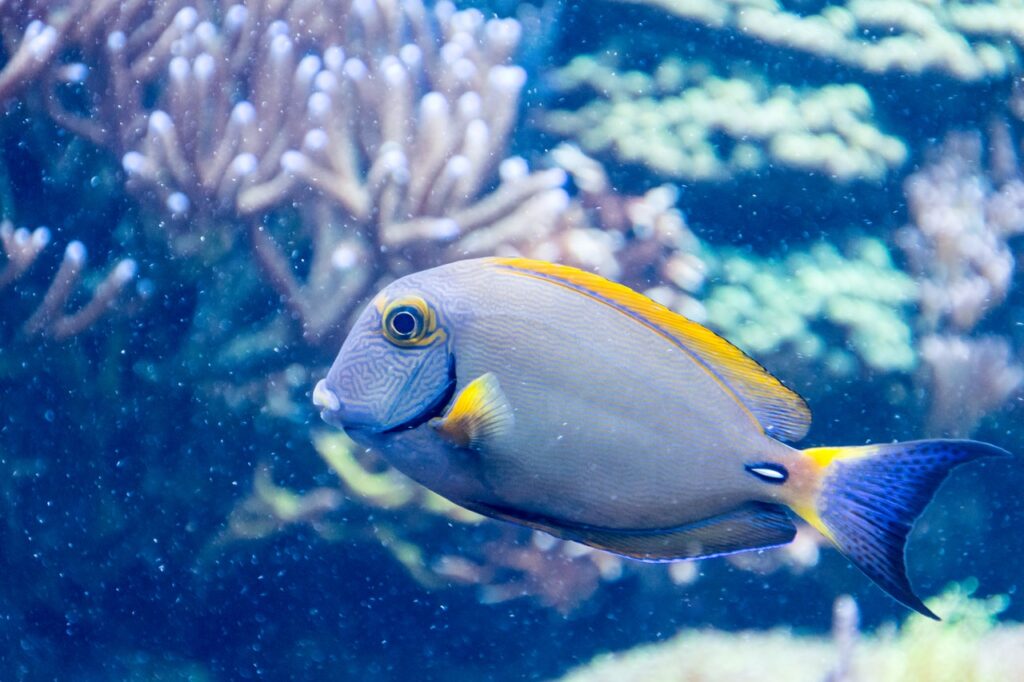 a fish is swimming