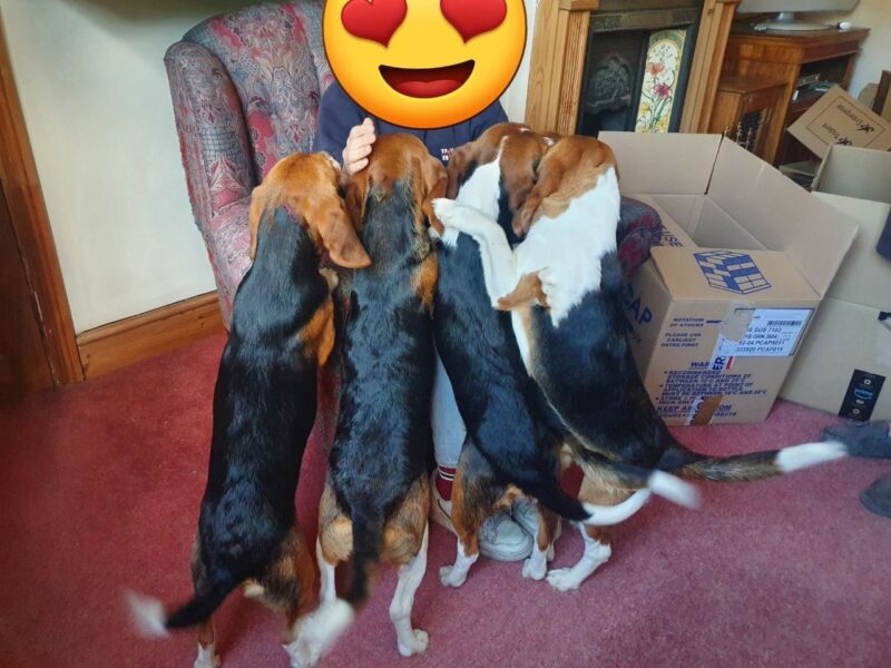 Animal Freedom Movement Supporters Liberate 5 Beagle Puppies in a Second Day of Action Against MBR Acres Beagle Farm